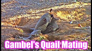 Gambels Quail Mating  Quail Family Bath  Saguaro National Park  Quail Mating [upl. by Bledsoe473]