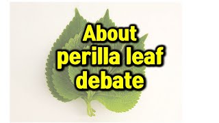 About perilla leaf debate Issues in Korea July 2023 [upl. by Amapuna]