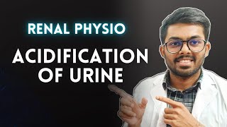 Acidification Of Urine  Renal Physiology amp Biochemistry [upl. by Shannen]