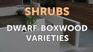 Dwarf Boxwood Varieties [upl. by Stubbs559]