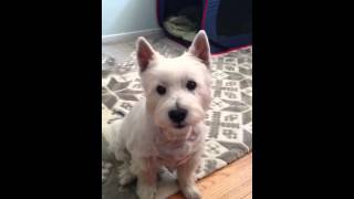 Talking Westie asking for his treat [upl. by Garvin]