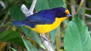 Euphonia violacea  Gaturamoverdadeiro  Violaceous Euphonia [upl. by Fleisig]