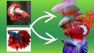 Betta Fish Cross Breeding Tail Types With Results [upl. by Josefa103]