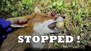 FOX AND DEAD PHEASANT CHICKS IN MOUTH [upl. by Rebor]