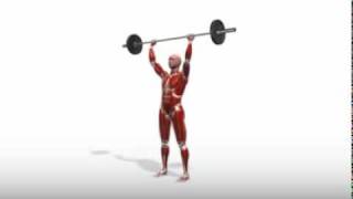 Exercise Videos Standing Barbell Overhead Press [upl. by Vish504]