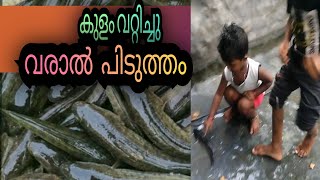 കുളം നിറയെ വരാൽ പൊരിച്ചടിക്കാം snake head fish  varal fishcatching fishing [upl. by Temhem]