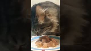 cat eating asmr 😋 [upl. by Bibby]