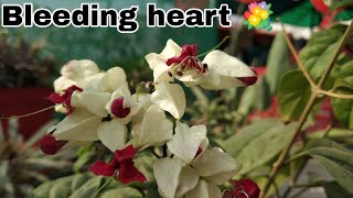 How to care bleeding heart Clerodendrum thomsoniae plant [upl. by Bills]