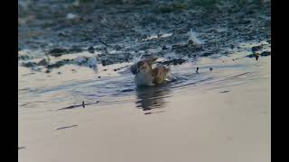 Least Sandpiper Preening [upl. by Idieh414]