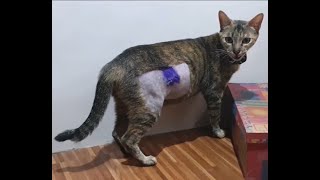 Stray Female Cat Spayed recovered fast and FREED IN 6 DAYS [upl. by Imuyam]