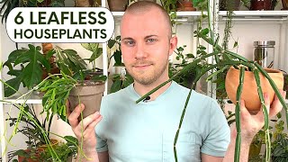 6 Leafless Houseplants [upl. by Denney]