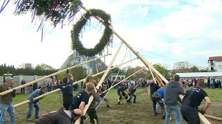 Maibaum aufstellen in Oeynhausen [upl. by Erodroeht]