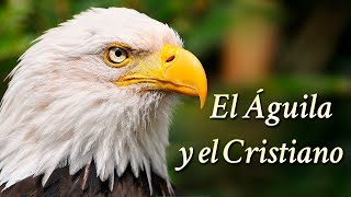 EL ÁGUILA Y EL CRISTIANO  El Video más HERMOSO y EMOCIONANTE que Verás Hoy [upl. by Llet]