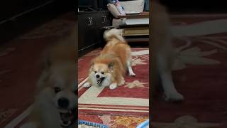 pomeranian barking doglover cutepuppy [upl. by Alitta]