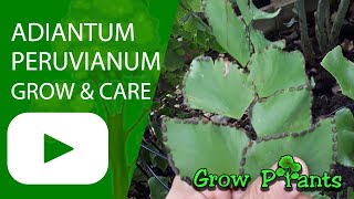 Adiantum peruvianum  grow amp care Peruvian maidenhair [upl. by Ikey996]