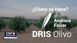 Cómo se hace un Análisis Foliar DRIS en el Olivo [upl. by Flossi291]