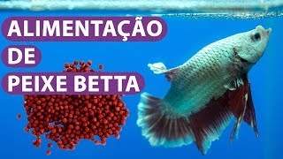 Peixe Betta Alimentação  VEJA O QUE PODE DAR [upl. by Shull978]