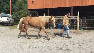 Sold839 5 yr old 15HH palomino TWH mare 900 [upl. by Helgeson]