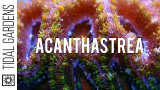 Acanthastrea Coral Care and Propagation [upl. by Salomo296]