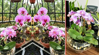 Plant Phalaenopsis Orchids properly Good idea choose medium to grow orchids [upl. by Spancake]