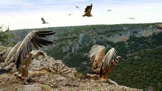 Griffon Vultures Depend on the Sun to Fly Why [upl. by Mulcahy]