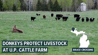 Donkeys protect livestock from wolves at Michigan cattle farm [upl. by Lattimer]