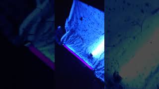 Using UV lights to trap bugs insect ants [upl. by Alexa]