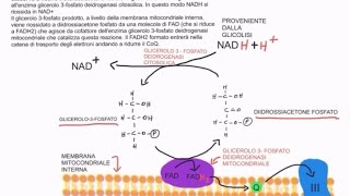 CORSO DI BIOCHIMICA  LEZIONE 20 DI 47  TRASPORTI MITOCONDRIALI  VIA DEI PENTOSO FOSFATI  PARTE 1 [upl. by Leonore281]