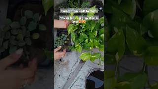 From seeds to plant  timelapse plants timelapse gardeningwithshivani05 [upl. by Gnod]