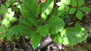 Plant portrait  Wild comfrey Cynoglossum virginianum [upl. by Nicki]