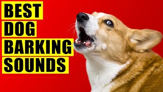 Dogs Barking Sounds Compilation See How Your Dog REACTS 15 Breeds Loud Dog Barking Sound Effect [upl. by Goddard]