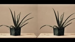 How to Make a Stereoscopic Image  Photography Tips [upl. by Aenaj]