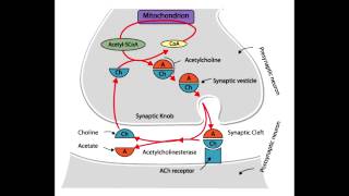 Autonomic Drugs  Cholinergic Nerve Terminal [upl. by Otxilac]