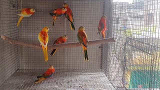 Beautiful turquoisine parakeet my farm [upl. by Udell668]