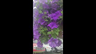 Gorgeous Surfinia Heavenly Petunia baskets [upl. by Leribag]