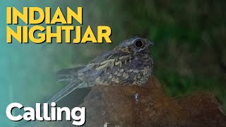 Indian Nightjar  Caprimulgus asiaticus  calling nightjar [upl. by Micky86]