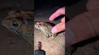 Catching funny frog amp lizard frogling frog animals trending amazingfrog viralvideo wildlife [upl. by Yadsnil]