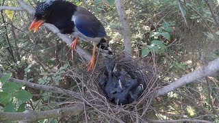 Day1Koels victory a birds nest parasitizes four koels [upl. by Tades727]