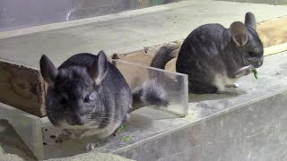 チンチラのお食事 （足立区生物園）LongTailed Chinchilla Feeding Time [upl. by Nabatse]