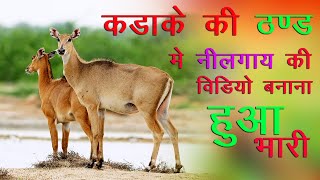 Captivating Video Adorable Nilgai Spotted With Its Darling Calf In A Wheat Field  गेहूँ [upl. by Ahtnama]