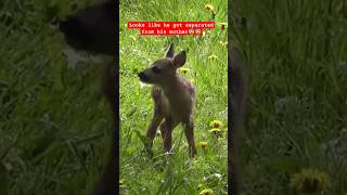 Wildlife  The Fawn calling to his Mother Deer 🦌wildlife deer animals [upl. by Katzir396]