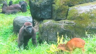 小金剛Jabali拿走山羌的山蘇Jabali took nest fern from muntjac deer金剛猩猩 gorilla [upl. by Stoecker]