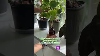 Growing plant in water 🪴propagation plantgrowingtips shortsfeed youtube gardening houseplants [upl. by Sky]