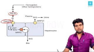 Marrow Master Classes Medicine Sample Video  Liver Physiology [upl. by Chiou]