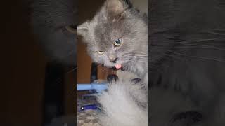 Dodos Funniest Cat Moments😆❤️cat catshorts catlover cats funny pets trendingshorts cutepet [upl. by Tnarb]