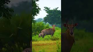 nilgai nilgai nilgai hunting nilgai hunting south texasnilgai natok nilgai gaan nilgai meat nilgai [upl. by Ryter]