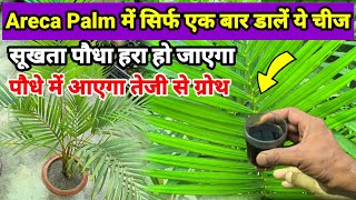 Areca Palm को हराभरा कैसे रखें  Areca Palm  Organic Fertilizer [upl. by Ahsieuqal]