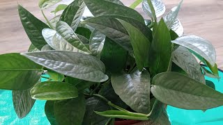 Cebu Blu amp Silver Arrow Pothos Leaf Shining 🍃 healthy hobbies houseplants pothosplant [upl. by Colwin864]