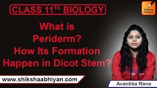 Q11 What is periderm How its formation happen in dicot stemCBSE Class 11 Biology [upl. by Ynohtona638]