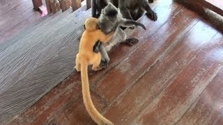 Playful Orange Baby Monkey On The Stairs Silver Leaf Monkey  National Park in Borneo 1080p HD [upl. by Neruat]